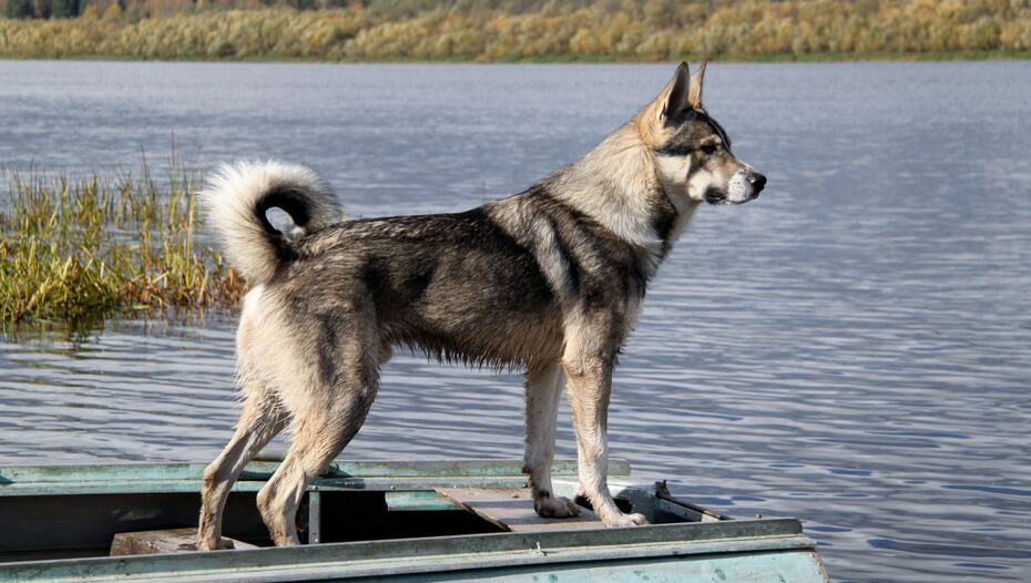 Canadian Eskimo Dog Breed Information Purina